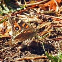 Junonia villida (Meadow Argus) at Tuggeranong DC, ACT - 20 Apr 2018 by RodDeb