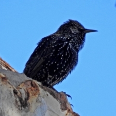 Sturnus vulgaris (Common Starling) at Lanyon - northern section - 20 Apr 2018 by RodDeb