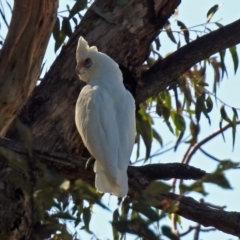 Cacatua sanguinea (Little Corella) at Lanyon - northern section A.C.T. - 20 Apr 2018 by RodDeb
