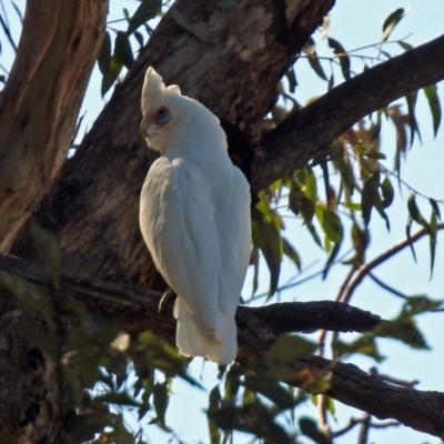 Cacatua sanguinea (Little Corella) at Lanyon - northern section - 20 Apr 2018 by RodDeb