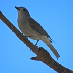 Colluricincla harmonica (Grey Shrikethrush) at Lanyon - northern section A.C.T. - 20 Apr 2018 by RodDeb