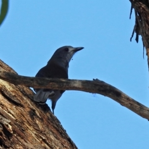 Colluricincla harmonica at Tuggeranong DC, ACT - 20 Apr 2018 11:52 AM