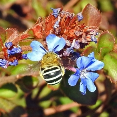 Amegilla sp. (genus) (Blue Banded Bee) at Lanyon - northern section A.C.T. - 20 Apr 2018 by RodDeb