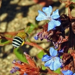 Amegilla sp. (genus) at Tuggeranong DC, ACT - 20 Apr 2018