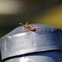 Polistes (Polistes) chinensis (Asian paper wasp) at Lanyon - northern section A.C.T. - 20 Apr 2018 by RodDeb