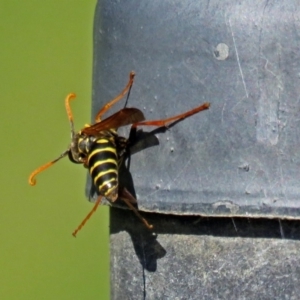 Polistes (Polistes) chinensis at Tuggeranong DC, ACT - 20 Apr 2018