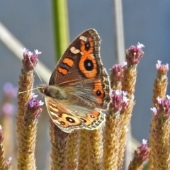 Junonia villida (Meadow Argus) at Gigerline Nature Reserve - 20 Apr 2018 by RodDeb