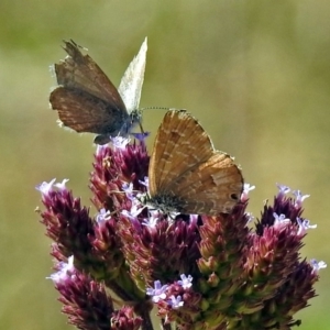 Theclinesthes serpentata at Tharwa, ACT - 20 Apr 2018