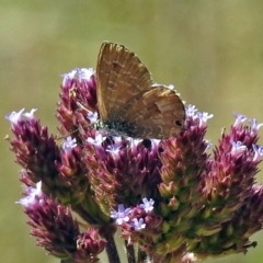 Theclinesthes serpentata at Tharwa, ACT - 20 Apr 2018