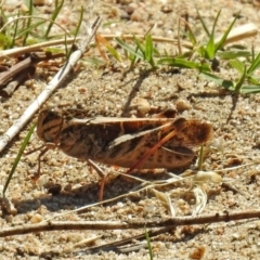 Gastrimargus musicus (Yellow-winged Locust or Grasshopper) at Gigerline Nature Reserve - 20 Apr 2018 by RodDeb