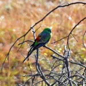 Psephotus haematonotus at Tharwa, ACT - 20 Apr 2018