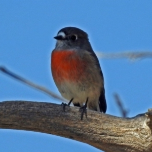 Petroica boodang at Paddys River, ACT - 20 Apr 2018 12:11 PM