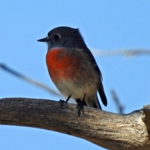 Petroica boodang at Paddys River, ACT - 20 Apr 2018 12:11 PM