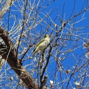 Ptilotula penicillata at Paddys River, ACT - 20 Apr 2018 12:15 PM