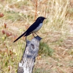 Rhipidura leucophrys (Willie Wagtail) at Tharwa, ACT - 20 Apr 2018 by RodDeb