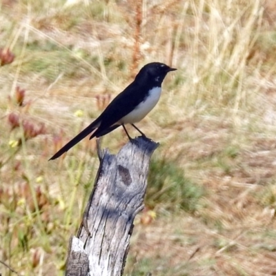 Rhipidura leucophrys (Willie Wagtail) at Gigerline Nature Reserve - 20 Apr 2018 by RodDeb