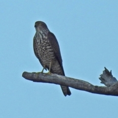 Accipiter cirrocephalus (Collared Sparrowhawk) at Paddys River, ACT - 20 Apr 2018 by RodDeb