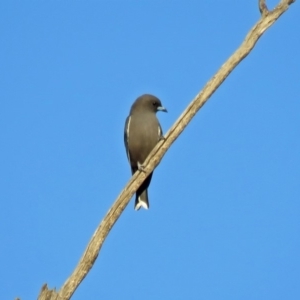 Artamus cyanopterus at Paddys River, ACT - 20 Apr 2018