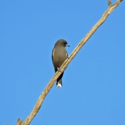 Artamus cyanopterus (Dusky Woodswallow) at Paddys River, ACT - 20 Apr 2018 by RodDeb