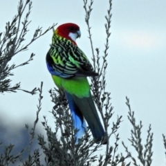 Platycercus eximius (Eastern Rosella) at Namadgi National Park - 20 Apr 2018 by RodDeb