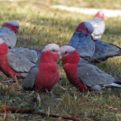 Eolophus roseicapilla (Galah) at Namadgi National Park - 20 Apr 2018 by RodDeb