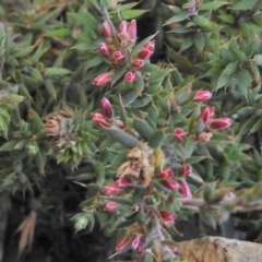 Styphelia humifusum (Cranberry Heath) at Booth, ACT - 20 Apr 2018 by JohnBundock