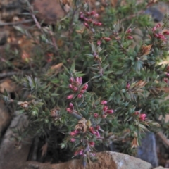 Styphelia humifusum at Booth, ACT - 20 Apr 2018 12:42 PM