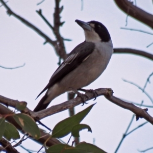 Cracticus torquatus at Paddys River, ACT - 20 Apr 2018