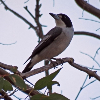 Cracticus torquatus (Grey Butcherbird) at Paddys River, ACT - 20 Apr 2018 by RodDeb