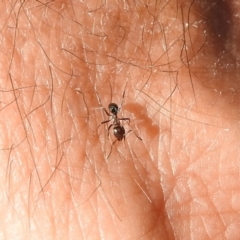 Iridomyrmex sp. (genus) (Ant) at Namadgi National Park - 20 Apr 2018 by RodDeb