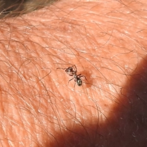 Iridomyrmex sp. (genus) at Paddys River, ACT - 20 Apr 2018