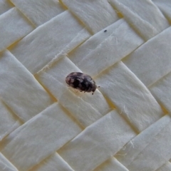 Anthrenus verbasci (Varied or Variegated Carpet Beetle) at Paddys River, ACT - 20 Apr 2018 by RodDeb