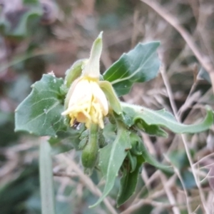 Oenothera indecora subsp. bonariensis at Stromlo, ACT - 21 Apr 2018