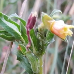 Oenothera indecora subsp. bonariensis at Stromlo, ACT - 21 Apr 2018 05:30 PM