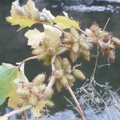 Xanthium occidentale (Noogoora Burr, Cockle Burr) at Cotter Reserve - 21 Apr 2018 by Mike