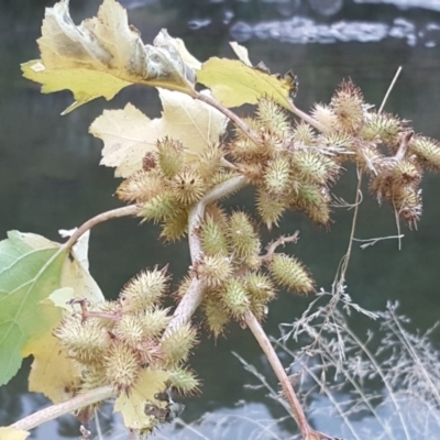 Xanthium occidentale (Noogoora Burr, Cockle Burr) at Stromlo, ACT - 21 Apr 2018 by Mike