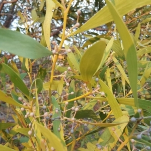 Acacia melanoxylon at Coree, ACT - 21 Apr 2018