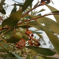 Acacia melanoxylon at Coree, ACT - 21 Apr 2018 04:40 PM