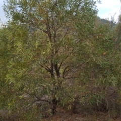 Acacia melanoxylon at Coree, ACT - 21 Apr 2018