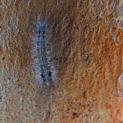 Anestia (genus) (A tiger moth) at Paddys River, ACT - 20 Apr 2018 by RodDeb