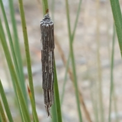 Lepidoscia arctiella (Tower Case Moth) at Coree, ACT - 21 Apr 2018 by Mike