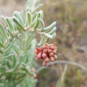 Grevillea lanigera at Coree, ACT - 21 Apr 2018