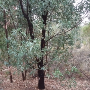 Acacia falciformis at Coree, ACT - 21 Apr 2018