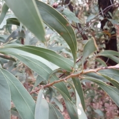 Acacia falciformis at Coree, ACT - 21 Apr 2018