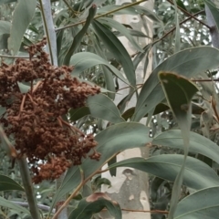 Acacia falciformis (Broad-leaved Hickory) at Coree, ACT - 21 Apr 2018 by Mike