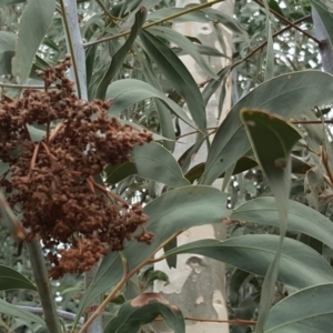 Acacia falciformis at Coree, ACT - 21 Apr 2018 04:10 PM