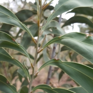 Acacia falciformis at Coree, ACT - 21 Apr 2018 04:10 PM