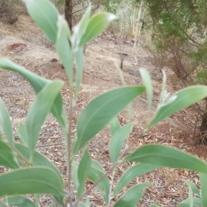 Acacia falciformis at Coree, ACT - 21 Apr 2018 04:06 PM