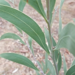 Acacia falciformis at Coree, ACT - 21 Apr 2018 04:06 PM