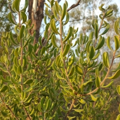 Persoonia rigida (Hairy Geebung) at Coree, ACT - 21 Apr 2018 by Mike